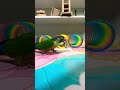 Bird Training:smart lovebird parrot l smart little cute parrot #training#smartparrot#cute