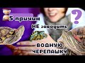 5 причин НЕ заводить красноухую ЧЕРЕПАШКУ! Дорогая Бестия!