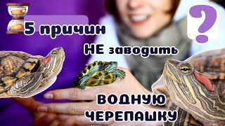 5 причин НЕ заводить красноухую ЧЕРЕПАШКУ! Дорогая Бестия!