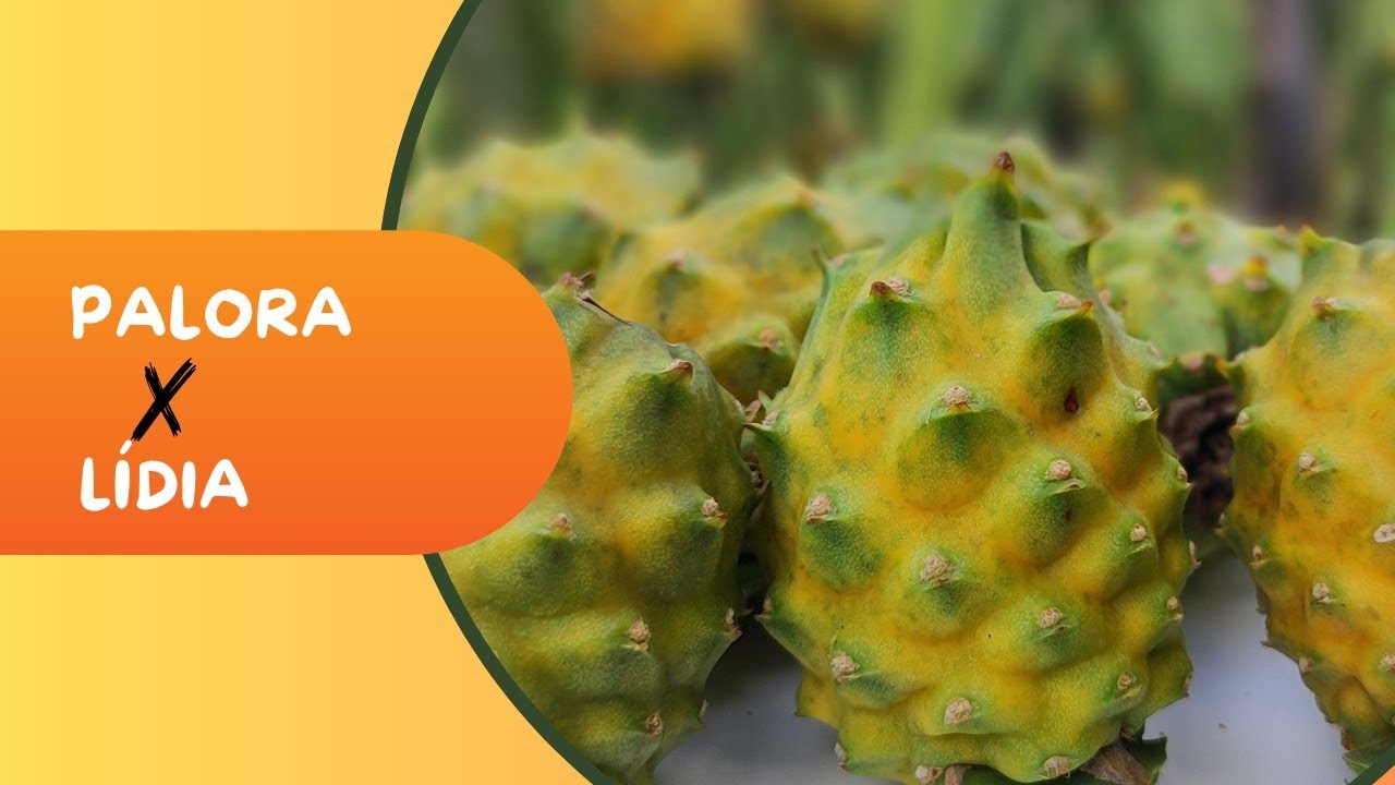 Variedades de Pitaya amarela 