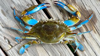 Crabbing From a Pier | Louisiana BLUE CRAB Catch and Cook