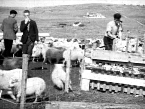 Sheep Dipping (the GKMachine submersion) - YouTube