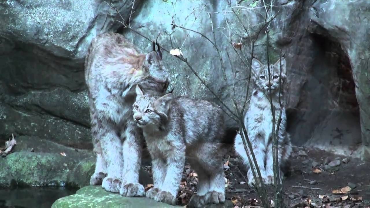 minnesota-zoo-lynx-kittens-youtube