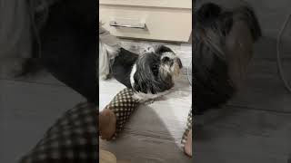 Shihtzu Runs to Lady When She Uses the Hair Dryer