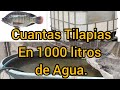 cuantas Tilapias sembrar en 1000 litros de Agua. (opinión personal).