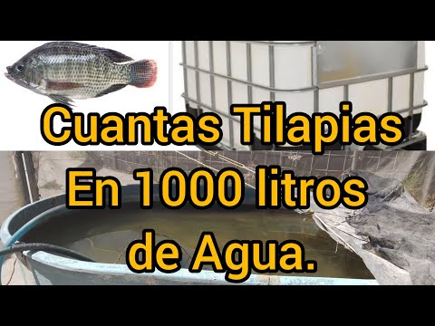 Video: El mejor pescado para un tanque de 55 galones