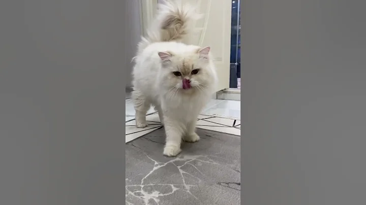 Video 10139931: british longhair cat kittens, scottish british cat, scottishfold british