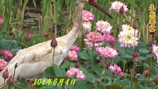 生態饗宴(金山小白鶴Siberian White Crane)