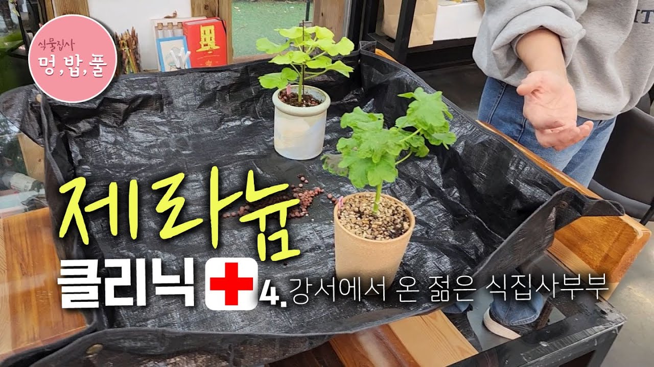 제라늄,꽃이 안펴요