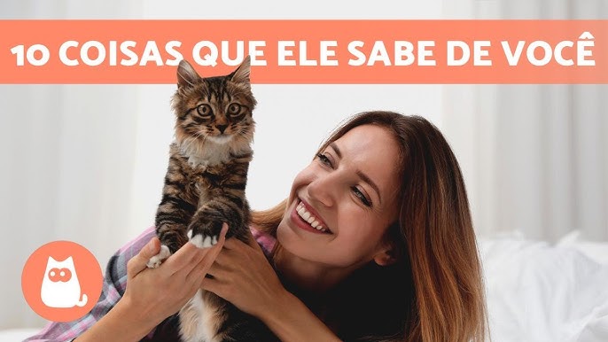 6 dicas para educar o seu gato desde pequeno - Lenda Portugal