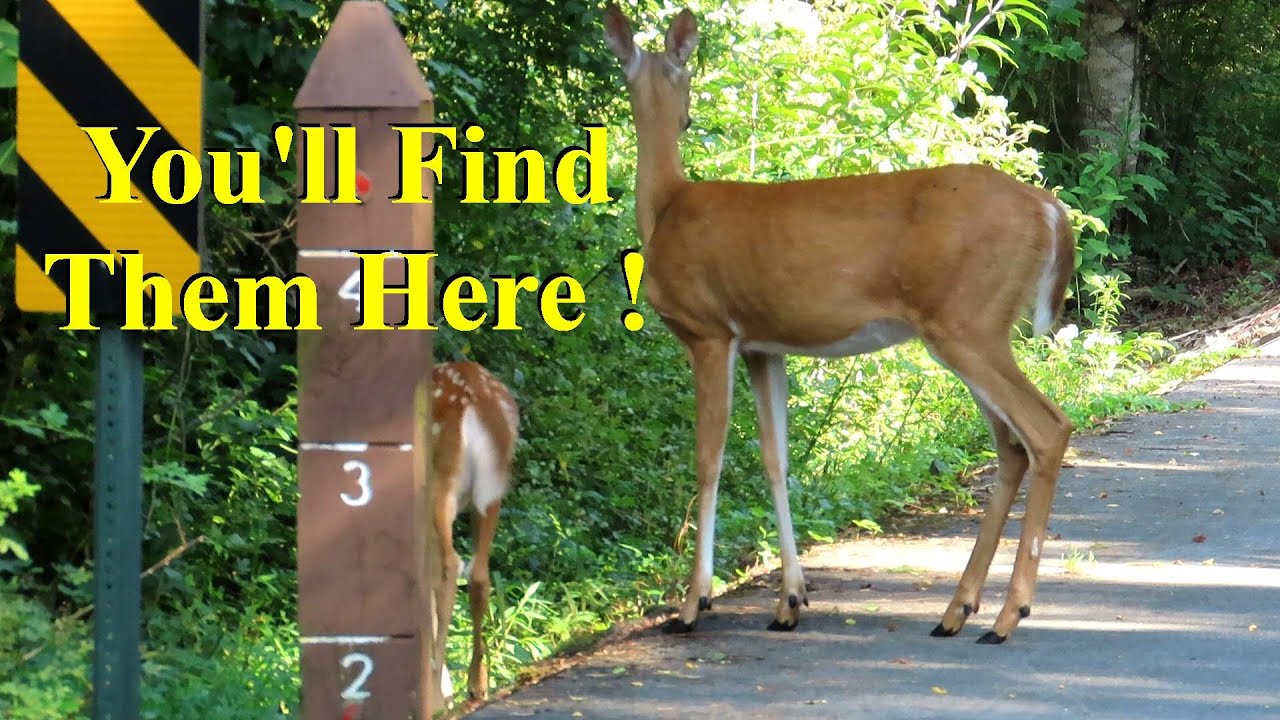 Another Hidden Gem Campground Review, Stony Fork Campground in the George Washington & Jefferson NF