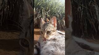tolong kasih info #cat #imut #funny