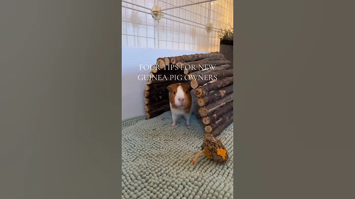 4 tips for new guinea pig owners 🐹 #guineapig #shorts #tips