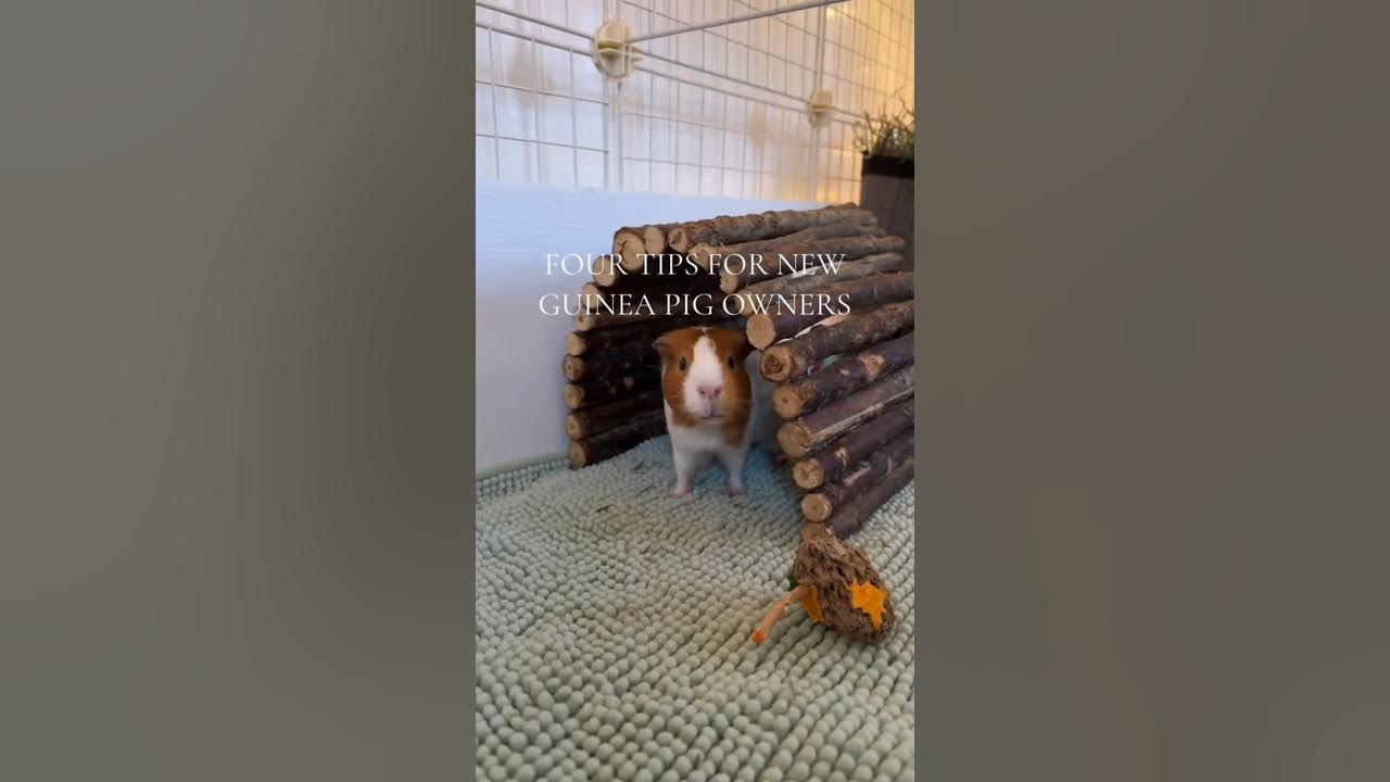4 tips for new guinea pig owners 🐹 #guineapig #shorts #tips 4 tips for new guinea pig owners 🐹 #guineapig #shorts #tips