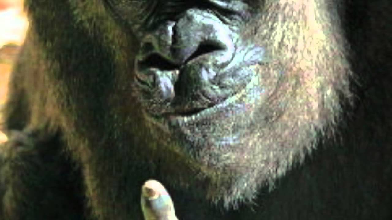 猿 ゴリラ チンパンジー Metal Youtube