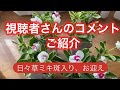 【お庭時間】視聴者さんの声に感謝、可愛いすぎて我慢できず日々草ミキを購入