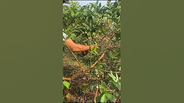 Pruning guava trees: Tips for getting good flowers and fruit #satisfying #shorts