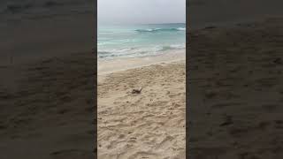 Accra Beach Barbados screenshot 2