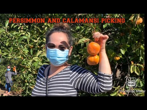 Video: Persimmon: Delicious, But Dangerous