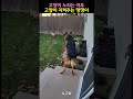 고양이 노리는 여우 고양이 지켜주는 댕댕이