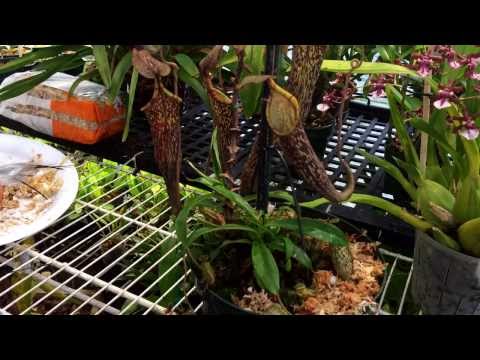 Repotting My Nepenthes Carnivorous Pitcher plant. Nepenthes care and culture tips in the greenhouse.