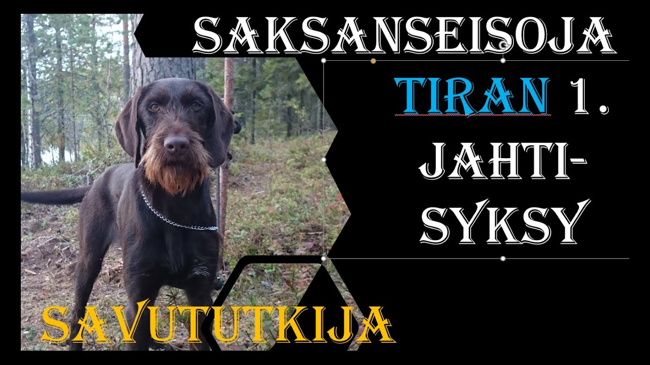 wirehaired pointer puppy