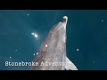 Amazing Human Interaction With Bottlenose Dolphin