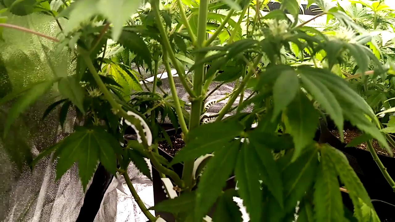 #MarshydroSP6500 Week 5 flower TS1000 Grow Journal