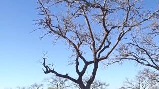 Leopard killed a monkey in a tree. Leopard attacks a monkey.