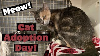Pet Adoption Vlog: Meet Neens the Diluted Calico KeeKee