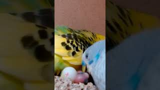 Budgies Feeding Babies #Shorts