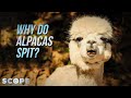 Why do alpacas spit  scope tv
