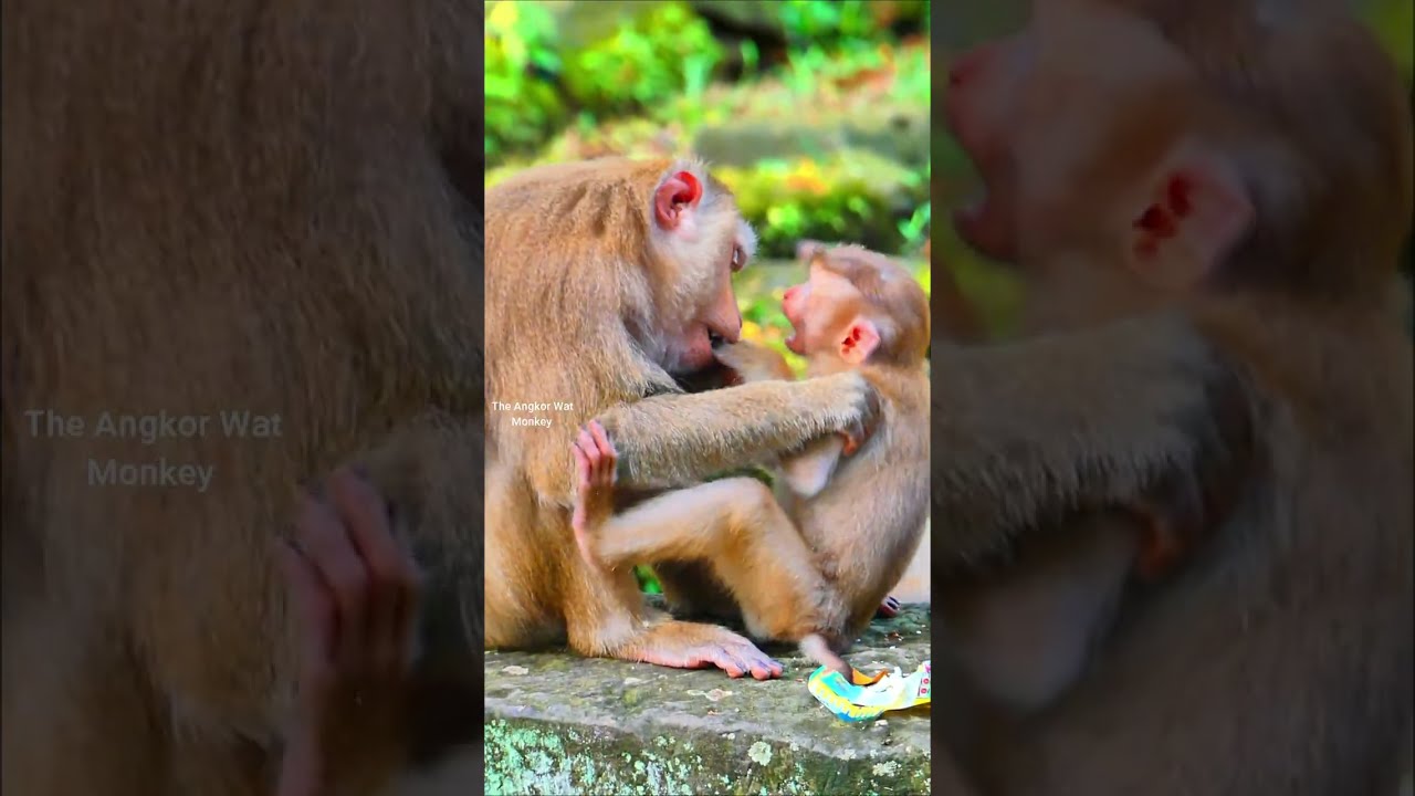 Ooh wow looking at little monkey got sweet milk from Luna and she try to chest baby Lynx out like