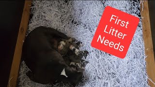 Your First Litter