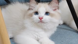 猫咪用屁股对着你的脸，是对你敞开心扉，信任你！ by  Jasmine Ragdoll 47 views 4 weeks ago 1 minute, 46 seconds