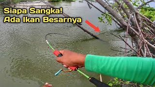 Dugaanku Tidak Meleset.! Akar Pohon Jadi Rumah Ikan Predator Babon..!!