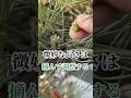 松の新芽を鋏と指で調整して樹形を整える