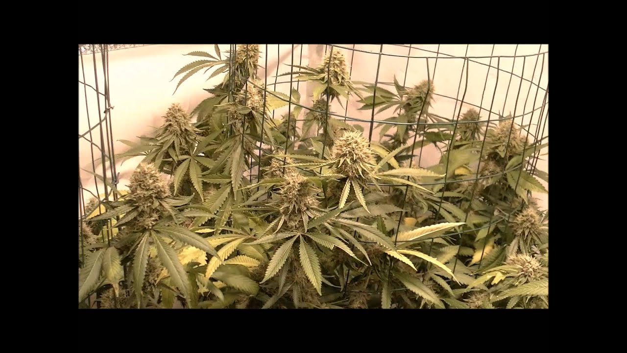 No Till with KGB S2 E4