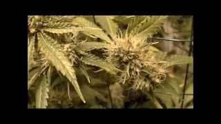 No Till with KGB S2 E4