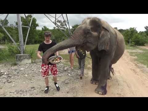 Video: Olifanten in Thailand: interessante feiten