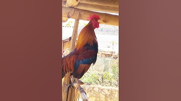 gà rừng mồi ông bác gáy cực hay. Qaib qus qua zoo tiag tiag