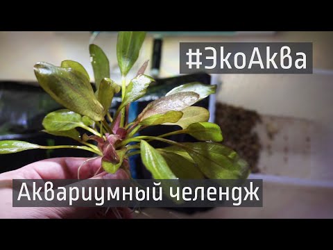 ЭкоАква. Что делать если растение не нужно сажать в грунт.