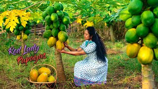 Red lady Papayas! Yellow ones for sweets & desserts & Green ones for preservation! | Traditional Me