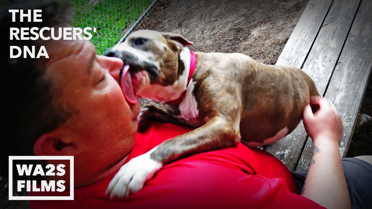 Abandoned Pit Bull Dog Only Wants Kisses & Hugs | The Rescuers DNA ...