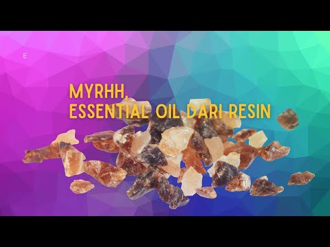 video 55/365: Myrrh Satu Lagi Essential Oil dari Resin