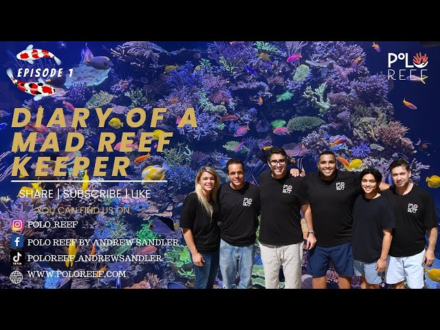 [4K] Polo Reef Episode #1 - DIARY OF A MAD REEF KEEPER class=
