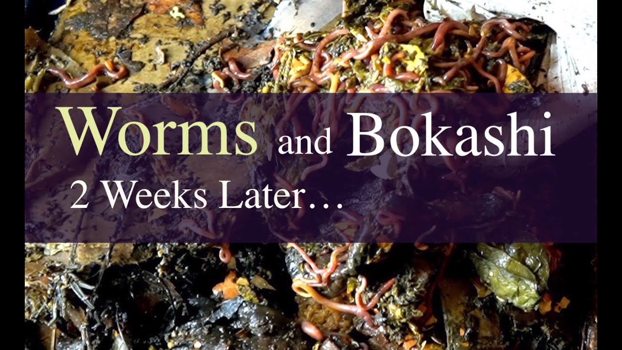 Can you Feed Bokashi to your Worms (Part 2) YouTube