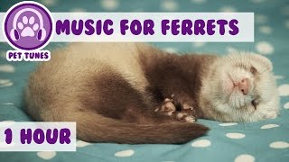 1 Hour of Relaxing Music for Ferrets! Music to Calm Down Your Pet Ferret