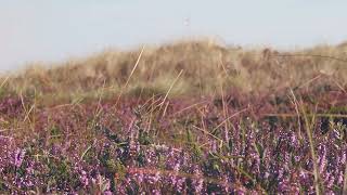 Couleurs d'automne - Eric Lochu
