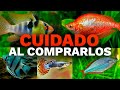 Cuidado al comprar estos 5 peces   camallanus